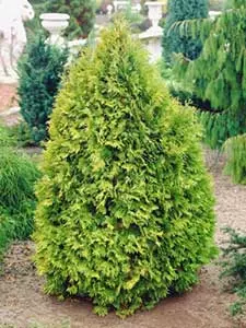 Chamaecyparis (Schijncipres)