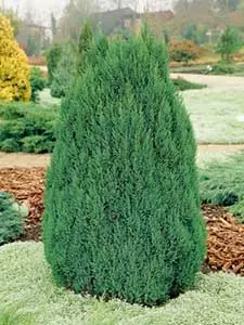 Juniperus (jeneverbes)