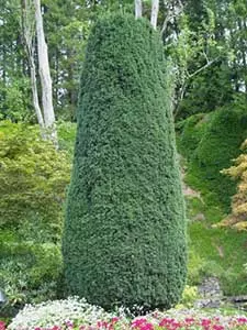 Taxus