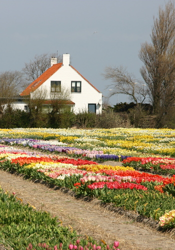 Bloembollen