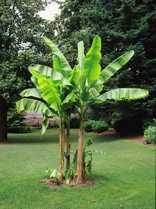 Bananenbomen
