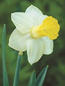 Cyclamineus daffodils