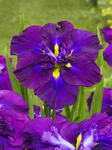 Ensata - Japanse Iris