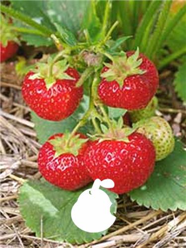 Fruit