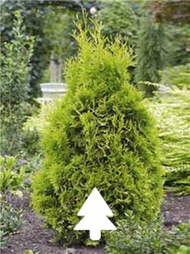 Groenblijvend