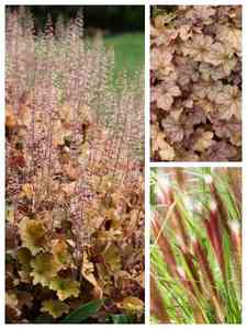 Bruine vaste planten