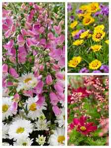 Meerkleurige vaste planten