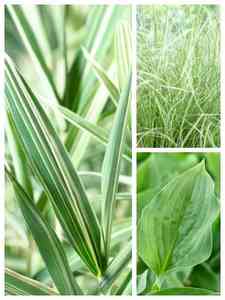 Groene vaste planten