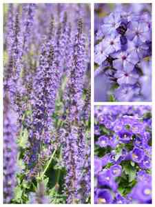 Paarse vaste planten