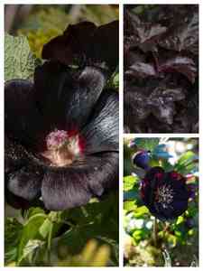 Zwarte vaste planten