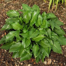 Hosta Invincible voordelig kopen bij TuinFlora.be