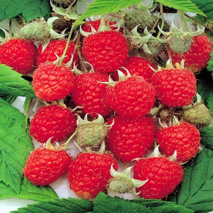 Framboos Aroma Queen Rubus idaeus voordelig kopen bij TuinFlora.be