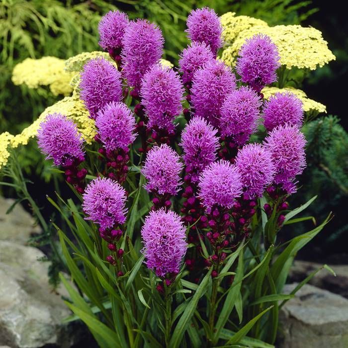 Liatris spicata Kobold Purple 9 cm pot voordelig kopen bij TuinFlora.be