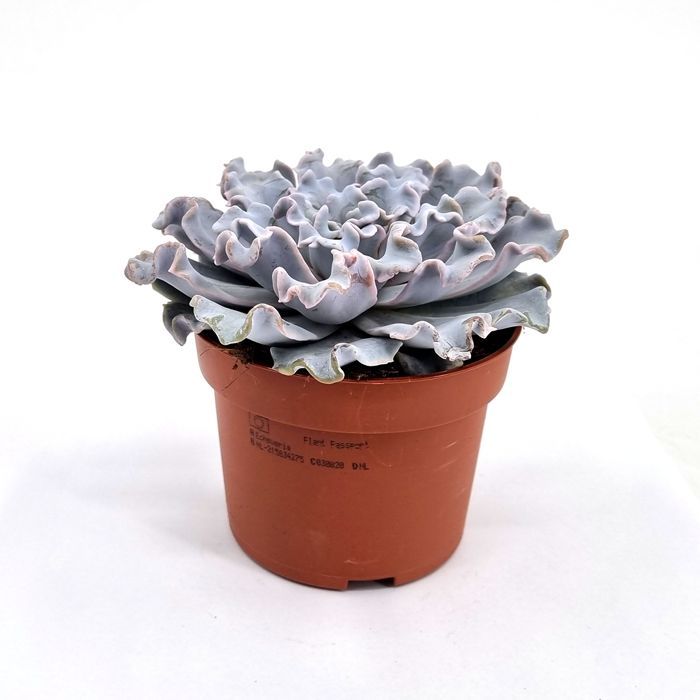 Echeveria crispy beauty 10.5 cm pot voordelig kopen bij TuinFlora.be