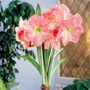 Hippeastrum Hercules 22/24