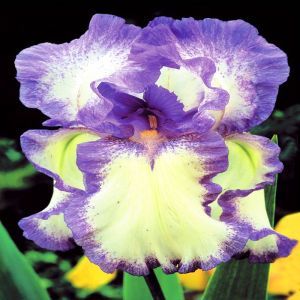Iris germanica Blue Flag (Baardiris)