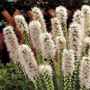 Liatris spicata Floristan White x 20