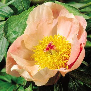 Pioen Enkelbloemig Apricot (Pioenroos)