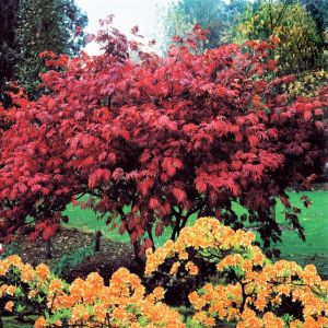 Japanse Acer palmatum Atropurpurea 14 cm