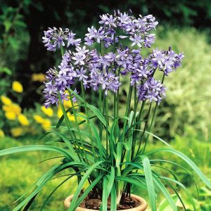 Agapanthus Blauw Afrikaanse Lelie