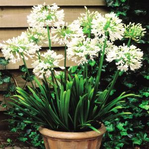 Agapanthus Wit