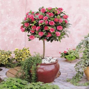 Camellia Japonica op stam