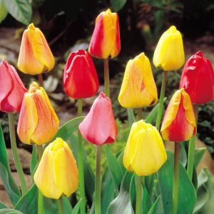 Tulpen Darwin Hybride Mix x 50