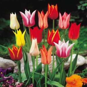 Tulipa lily flowering mix