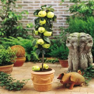 Appelboom Malus domestica Golden Delicious