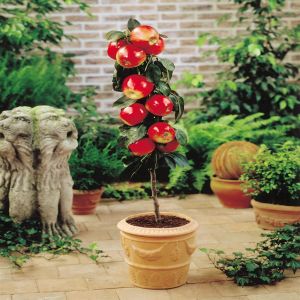 Appelboom Malus domestica Gala Red
