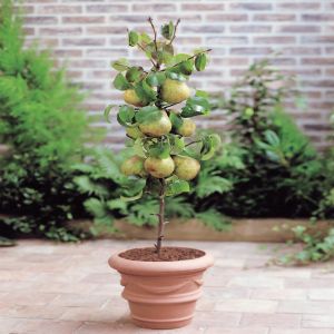 Laagstam Perenboom Doyenne du Comice