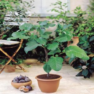Vijgenboom Ficus Carica