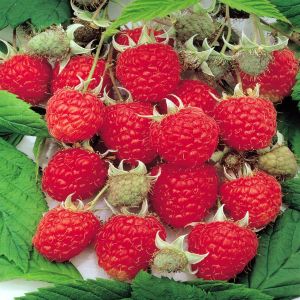 Framboos Aroma Queen Rubus idaeus