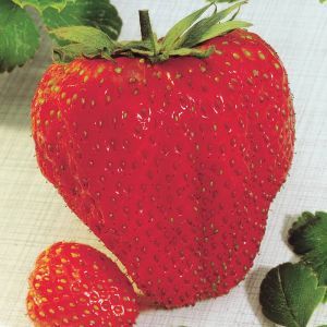 Grootvruchtige Aardbeienplant Maxim x 3