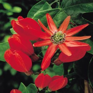 Passiflora rood
