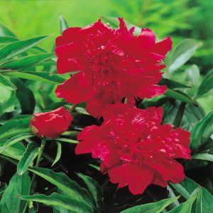 Pioen Dubbelbloemig Rood (Pioenroos)