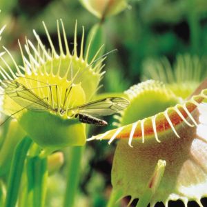 Venus Vliegenval (Dionaea mucipula)