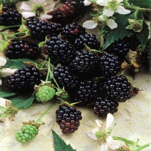 Bramen Thornless Evergreen Rubus