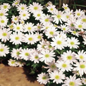 Anemone blanda White Splendour x 10
