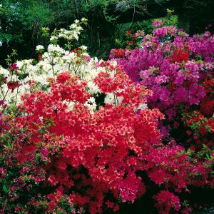 Azalea Mollis Collectie x 3