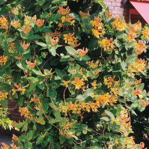 Kamperfoelie (Lonicera)