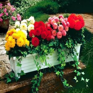 Dahlia Unwin Mix x 3