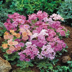 Lewisia cotyledon 13cm pot