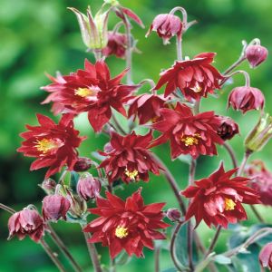 Akelei vulgaris Ruby Port x 3