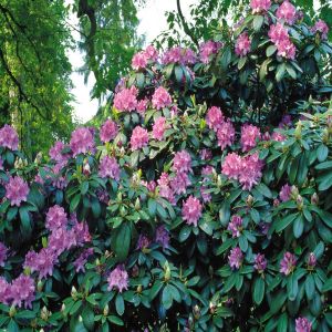 Rhododendron Catawbiense Blauw 13 cm