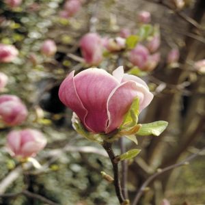 Magnolia soulangeana