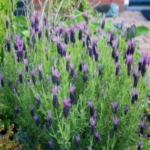 French lavender stoechas 12 cm Pot