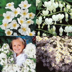 Pure White Flow. Coll.