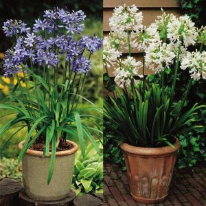 Agapanthus Combo x 2