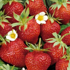 Doordragende Aardbeienplant Ostara x 3